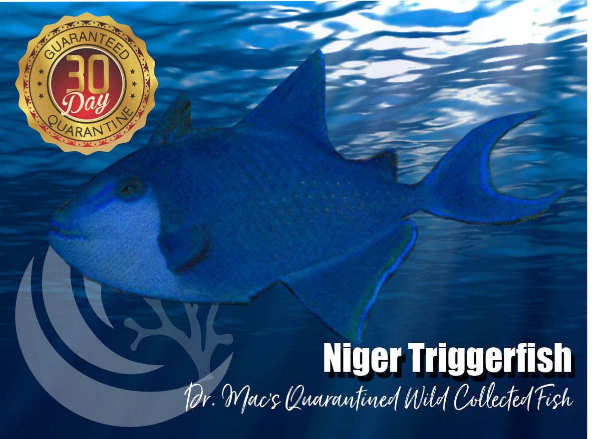NigerTriggerfish_1200x.jpg