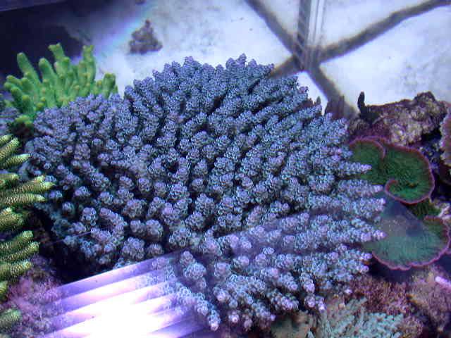 North Star Corals 134.jpg