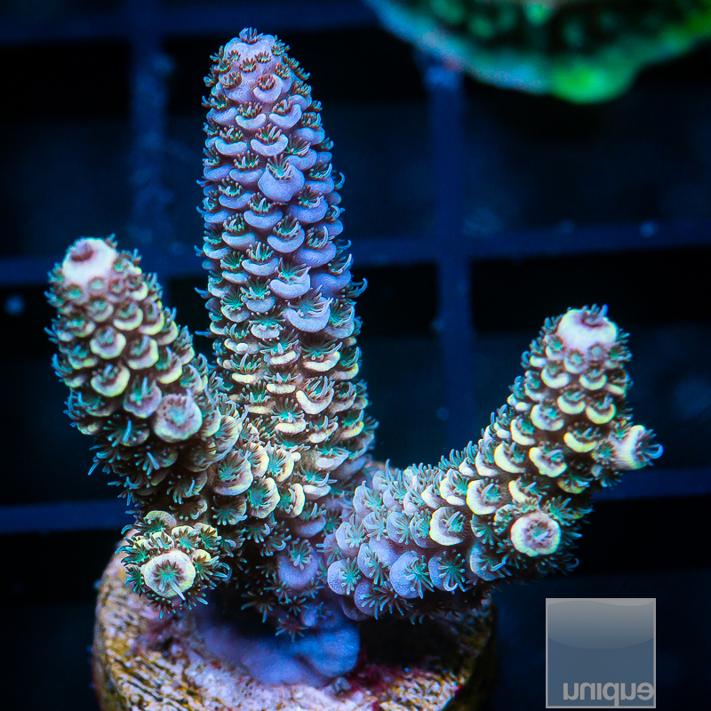 Oddball Sapphire Millepora 189 99.JPG