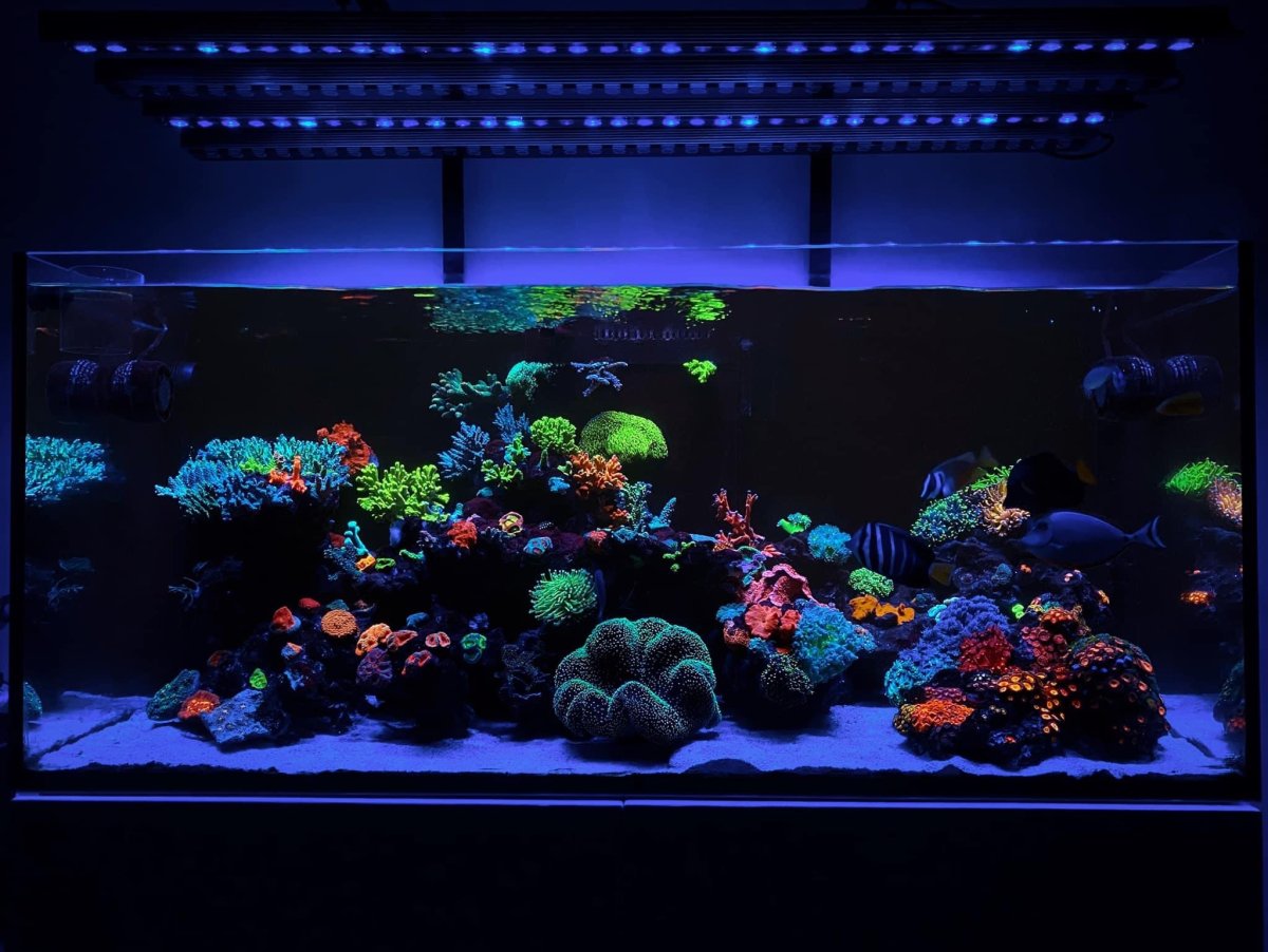 Orphek OR3 LED Bar Reef Aquarium Photo Gallery | REEF2REEF