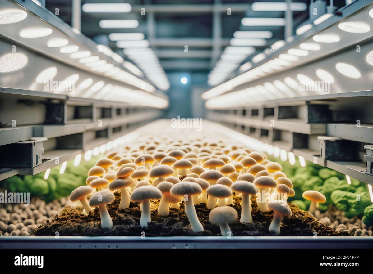 organic-mushrooms-growing-on-modern-mushroom-farm-with-smart-technologies-high-tech-greenhouse...jpg