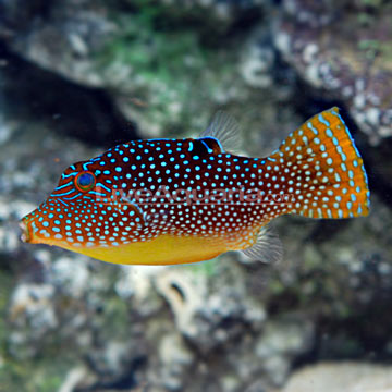 Blue Spotted Puffer in Reef....Your Experience? | REEF2REEF Saltwater and  Reef Aquarium Forum