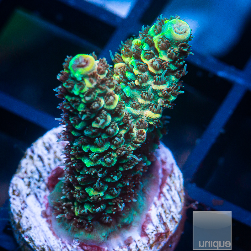 P Sunset Millepora Variant 99 55.JPG