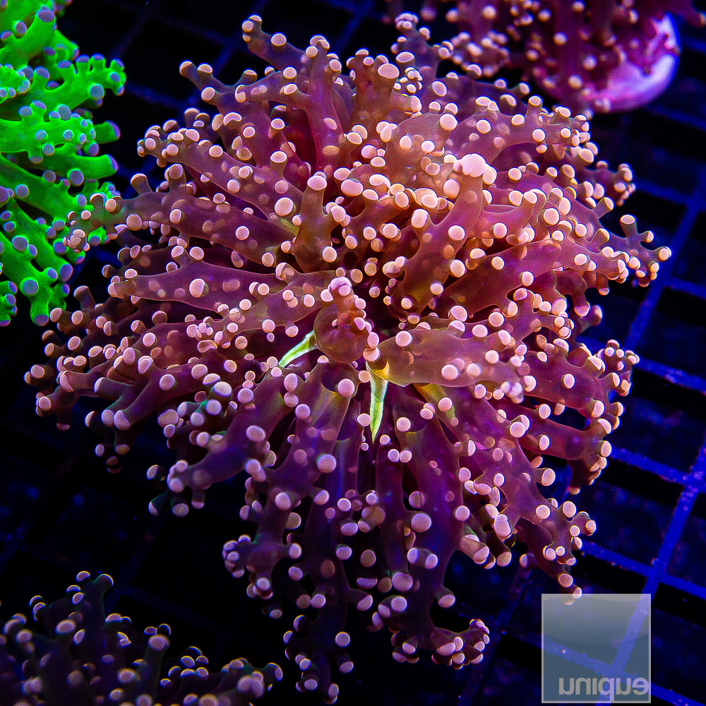 Peach Frogspawn 89 38.JPG