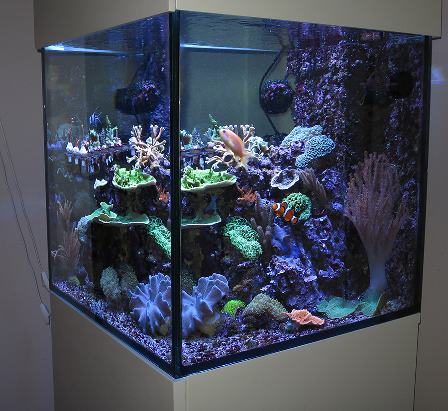 Build Thread - Pny's reef cube | REEF2REEF Saltwater and Reef Aquarium Forum