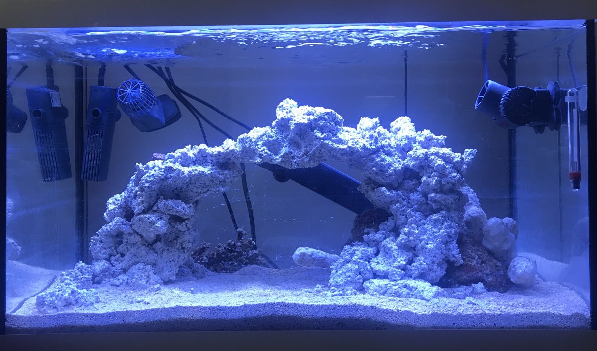 My first saltwater tank | REEF2REEF Saltwater and Reef Aquarium Forum