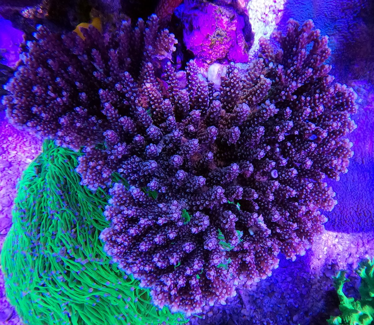 Pink Cadillac Acropora.jpg