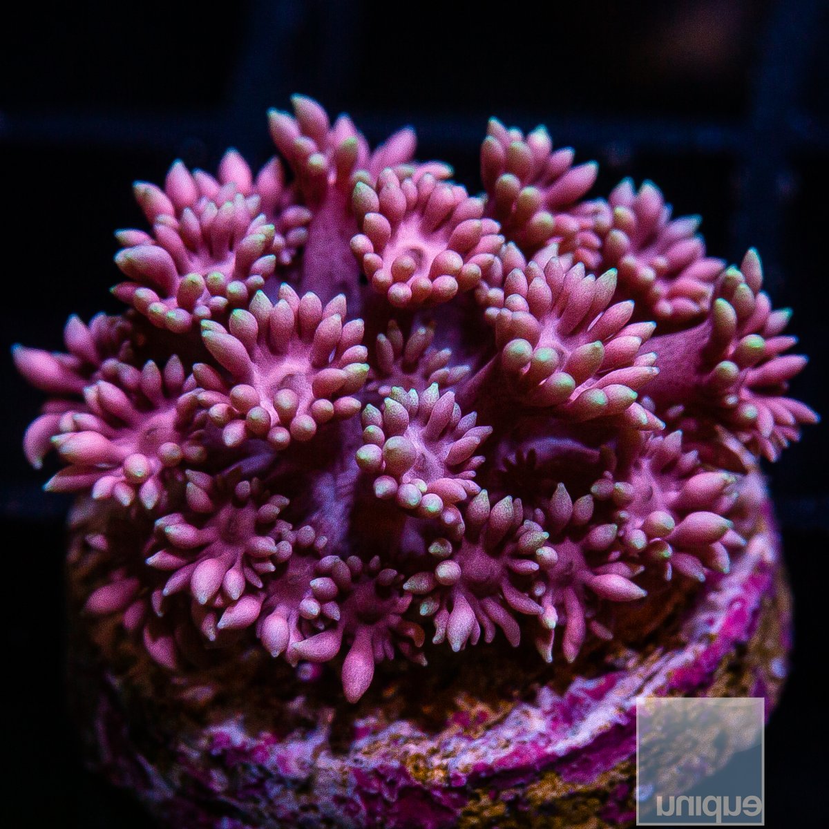 Pink Goniopora 59 26.JPG