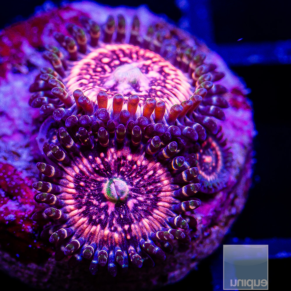 Pink Zipper Zoanthid 39 18.JPG