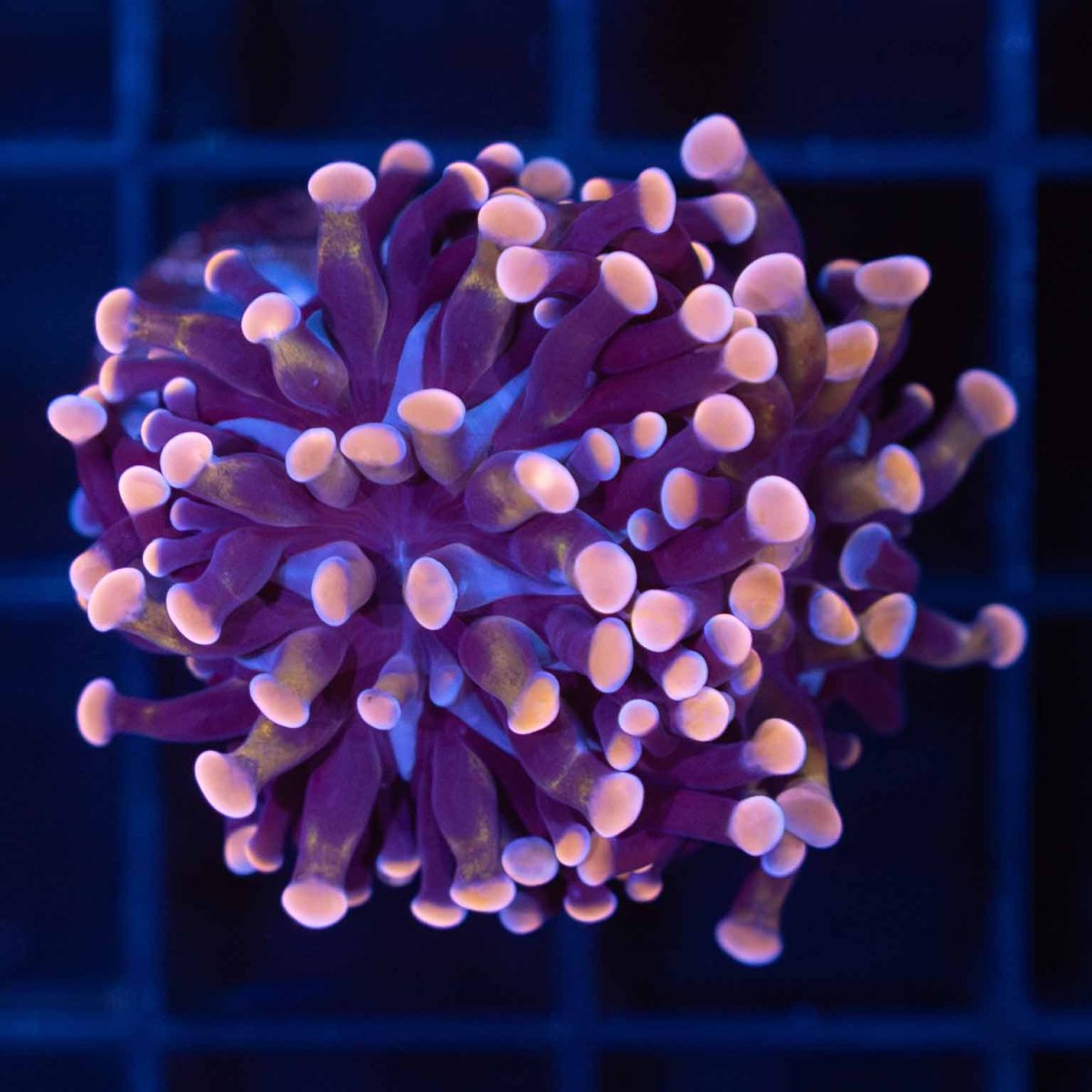 pinkish-gold-stem-hammer-coral.jpg