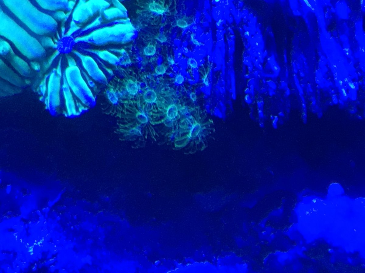 Strange Yellow Polyps look like tiny feahterdusters | REEF2REEF ...