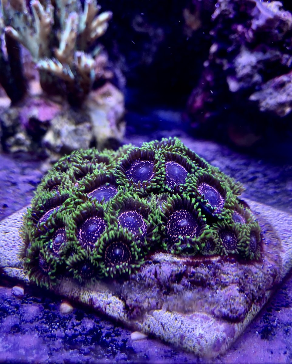 Zoanthid and Palythoa Eye Candy Thread (zoas & palys) | Page 33 ...