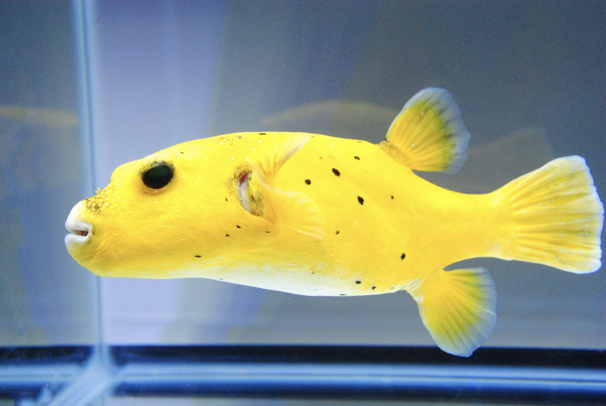 Livestock - WYSIWYG 8" Hawaiian Golden Pufferfish | REEF2REEF Saltwater and  Reef Aquarium Forum