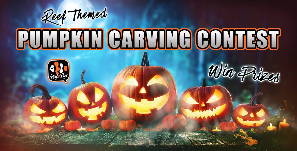 pumpkin carving contest.jpg