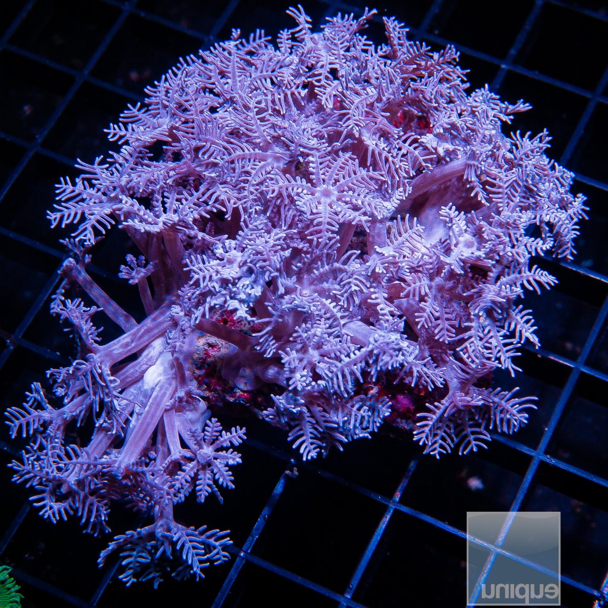 Purple Anthelia colony 129 76.JPG