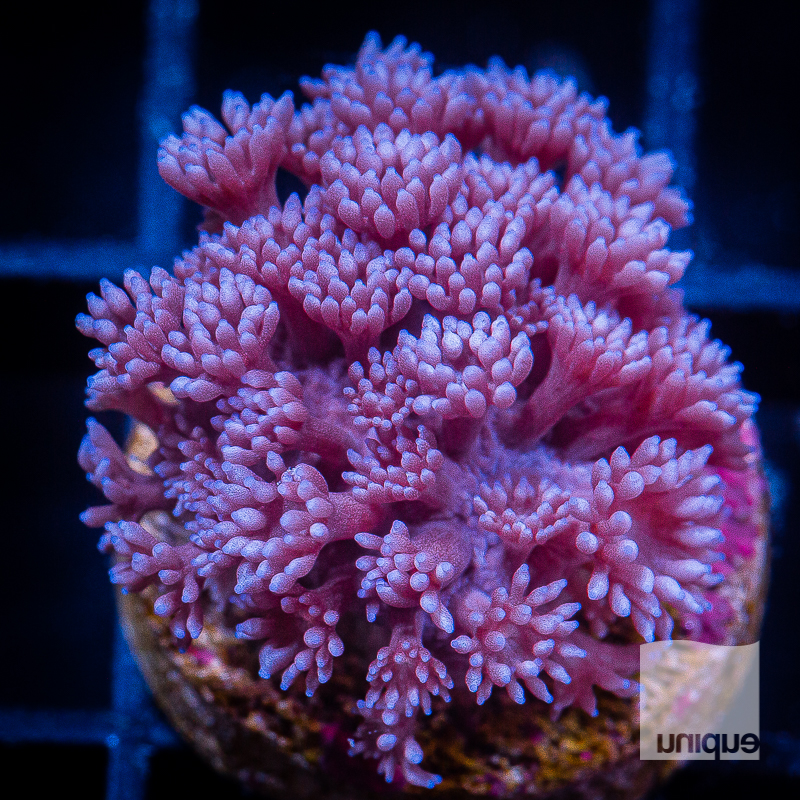 Purple Goniopora 49 32.jpg