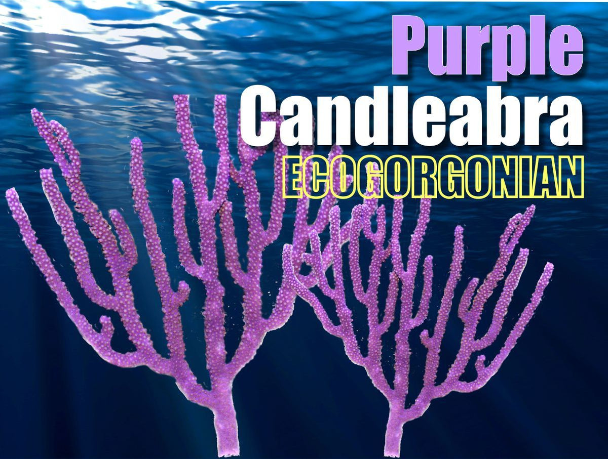 Purple_Candleablra_1200x.jpg