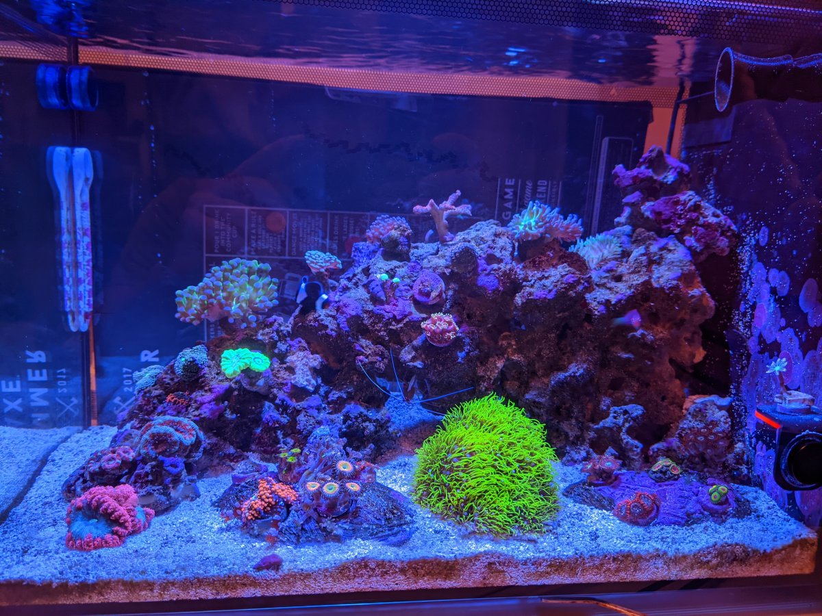 Build Thread - Aquachristik's Red Sea Reefer 170 | REEF2REEF Saltwater and  Reef Aquarium Forum