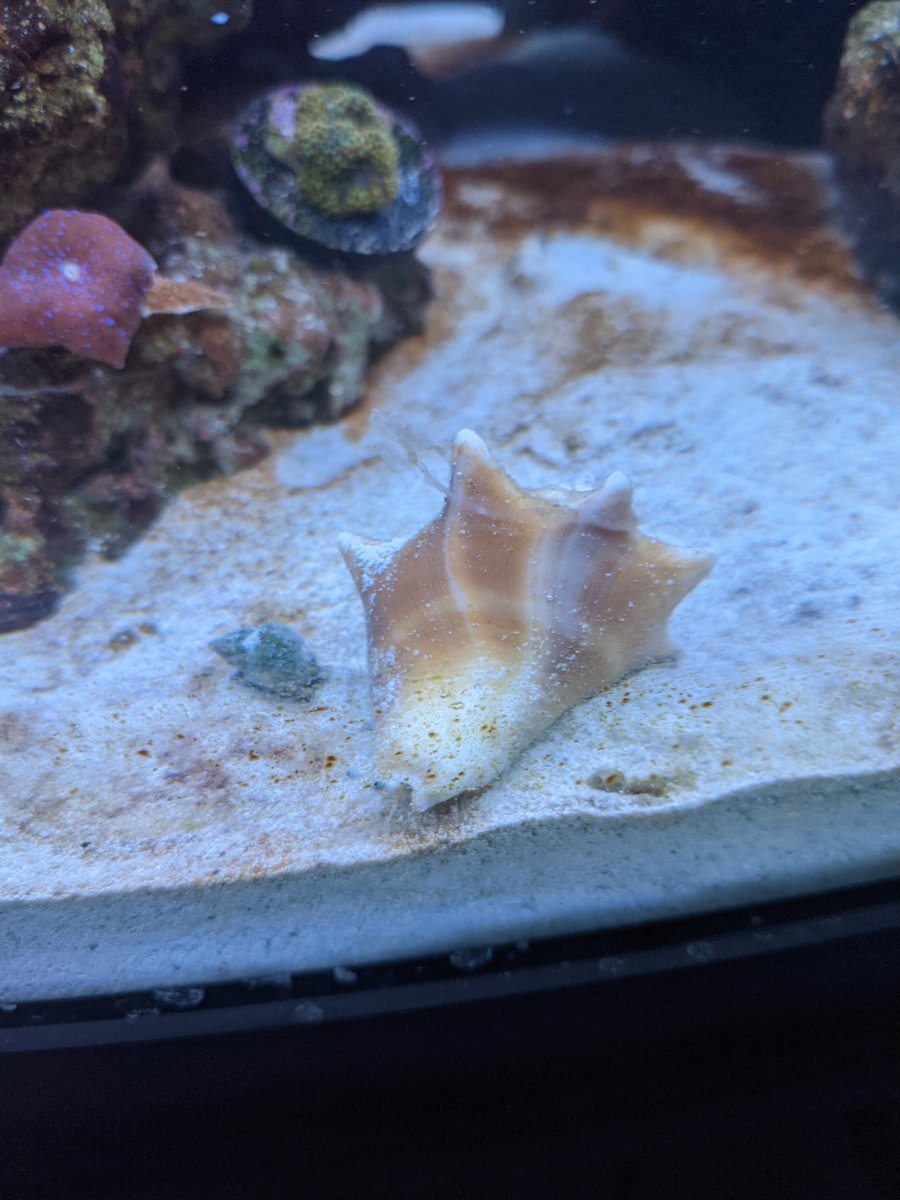 Got Conch? Possibly the best sand sifters? | REEF2REEF Saltwater and Reef  Aquarium Forum