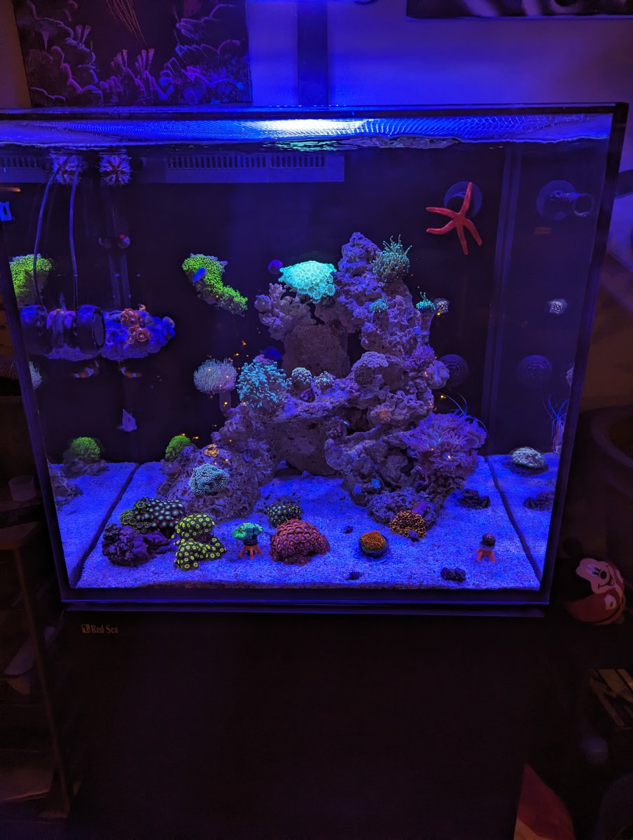 Build Thread - First Saltwater build - Red Sea e170 max with sump ...