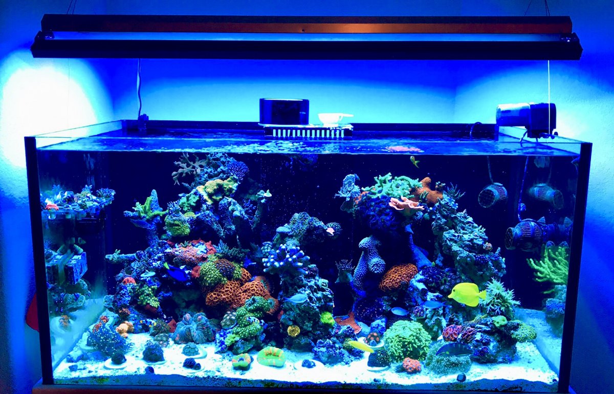 Beginner Topic - What Equipment Do You Need to Start a Reef Aquarium? |  REEF2REEF Saltwater and Reef Aquarium Forum