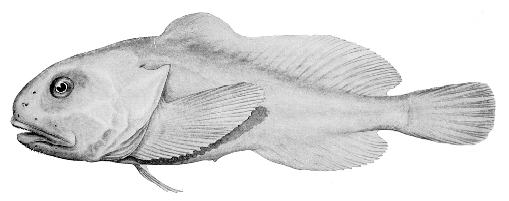 Spotlight - The Blobfish: The World's Ugliest Fish?