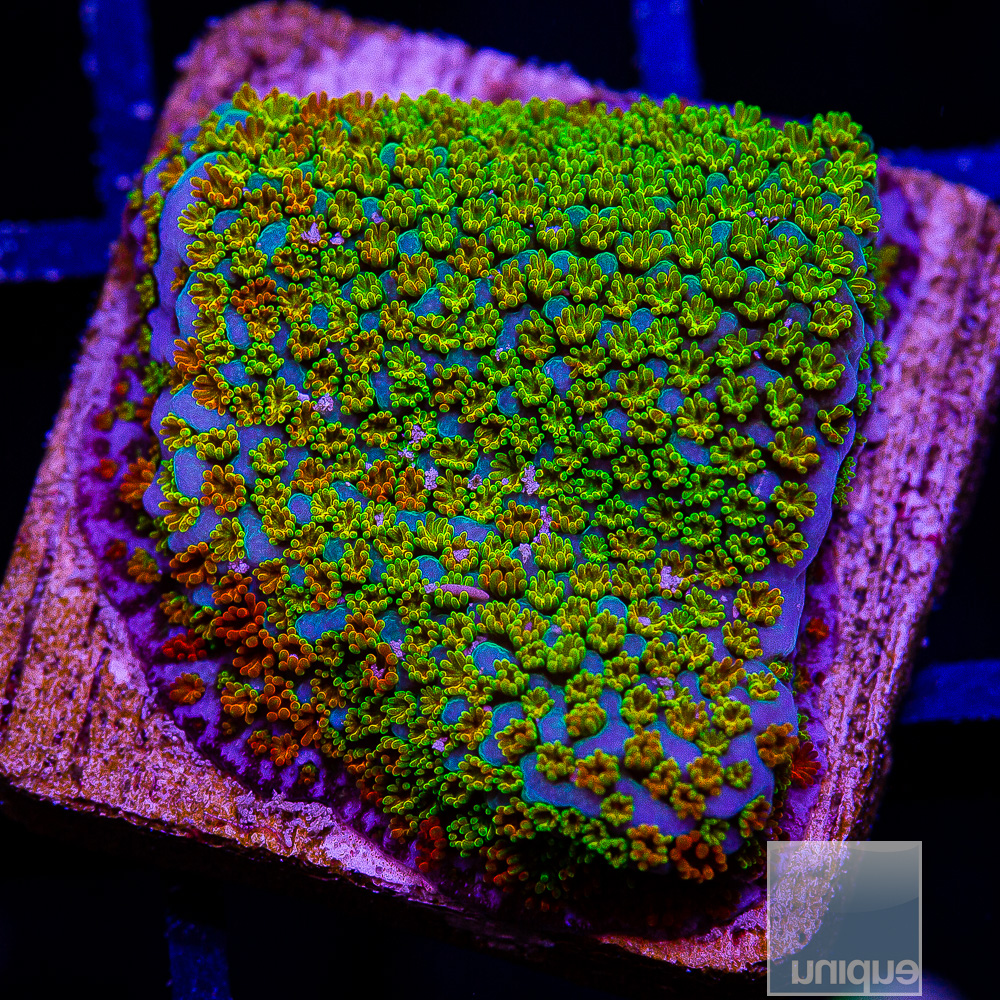 Rainbow Montipora 44 10.JPG