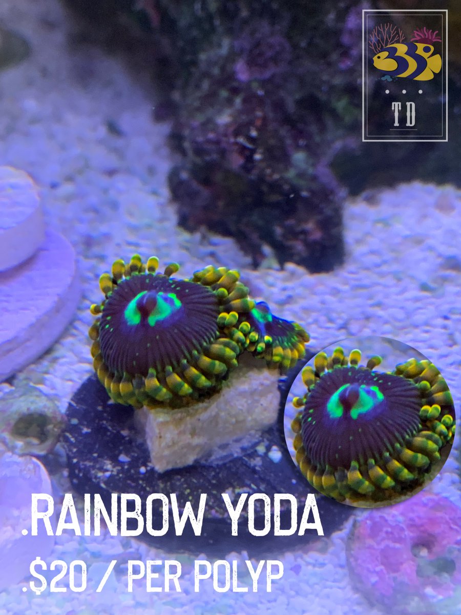 Rainbow Yoda.jpg