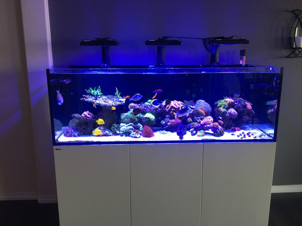 Build Thread - HD's Red Sea Reefer 750 XXL and 210 In Wall w/fish room |  REEF2REEF Saltwater and Reef Aquarium Forum