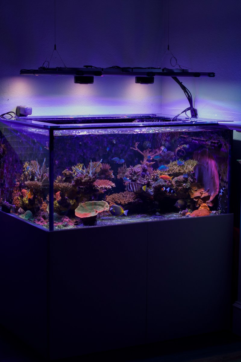 Reef FTS 11.2024 full.jpg