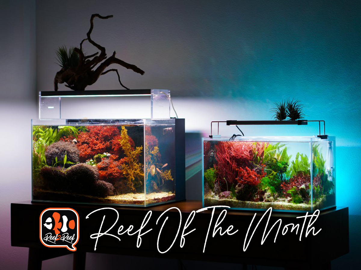 Reef of the month .jpg