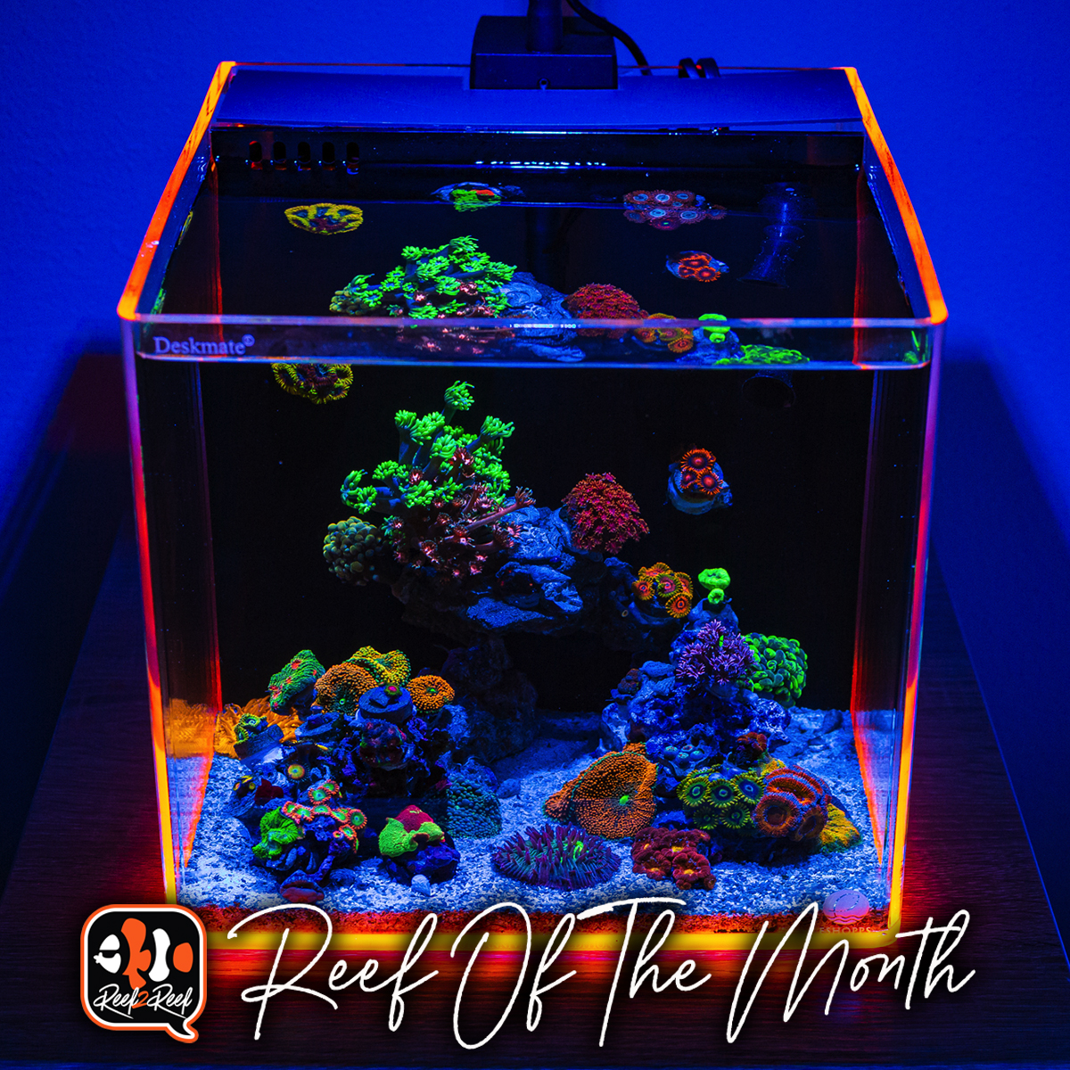 Reef Spotlight - REEF OF THE MONTH - December 2022: Lou Schiavo's Pico  Deskmate Masterpiece! Crazy awesome reefs can be tiny too!! | REEF2REEF  Saltwater and Reef Aquarium Forum