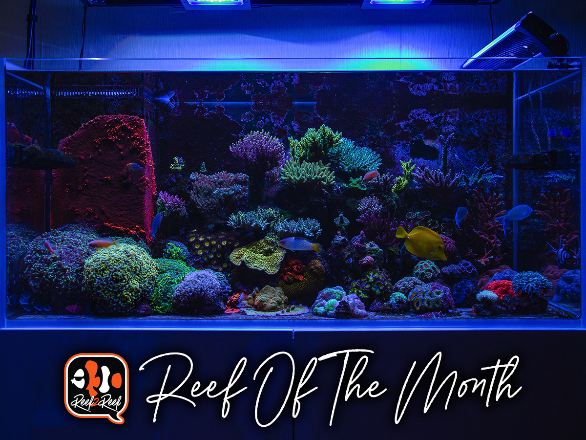 Reef Spotlight - REEF OF THE MONTH - September 2021: Vitaliy's Stunning 300- Litre Mixed Reef | REEF2REEF Saltwater and Reef Aquarium Forum