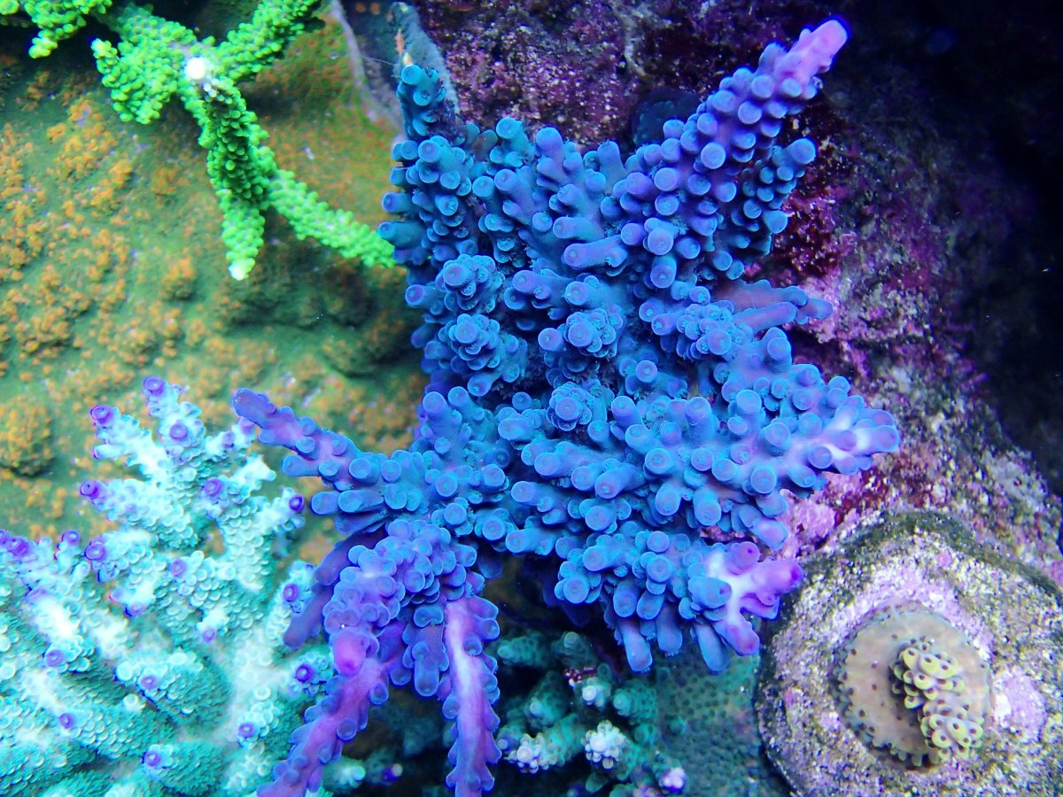 Lets see pictures of the old school SPS.... | Page 4 | REEF2REEF ...