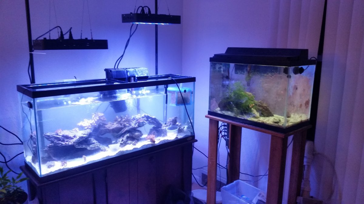 Protein skimmer for my 55 gallon reef tank? and a Dosing pump question. |  REEF2REEF Saltwater and Reef Aquarium Forum