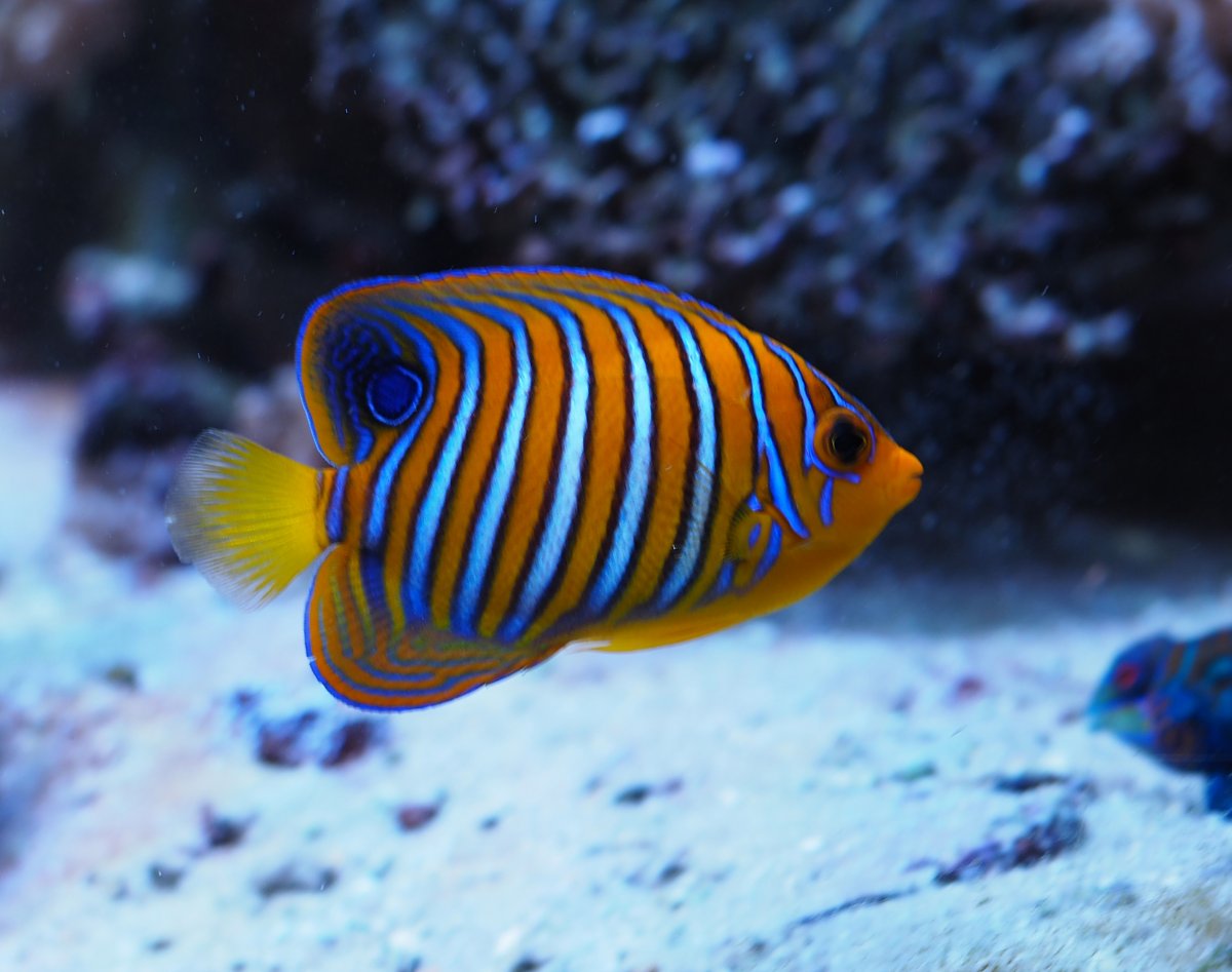 Indian ocean regal angelfish | REEF2REEF Saltwater and Reef Aquarium Forum