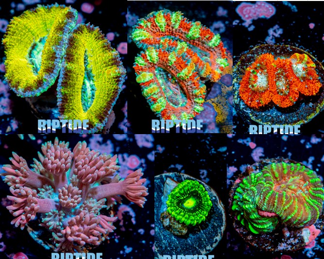 Riptide corals.jpg