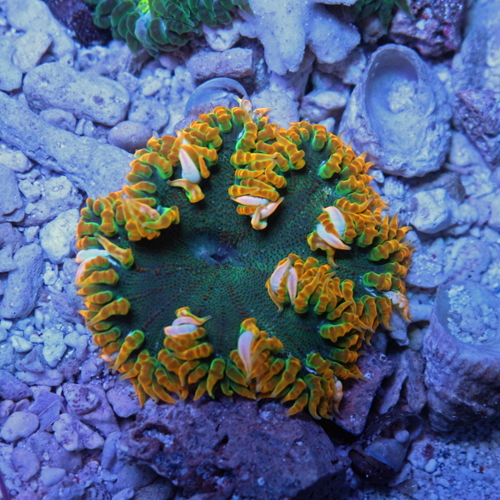 Rock Flower Anemone B7 59-44.jpg