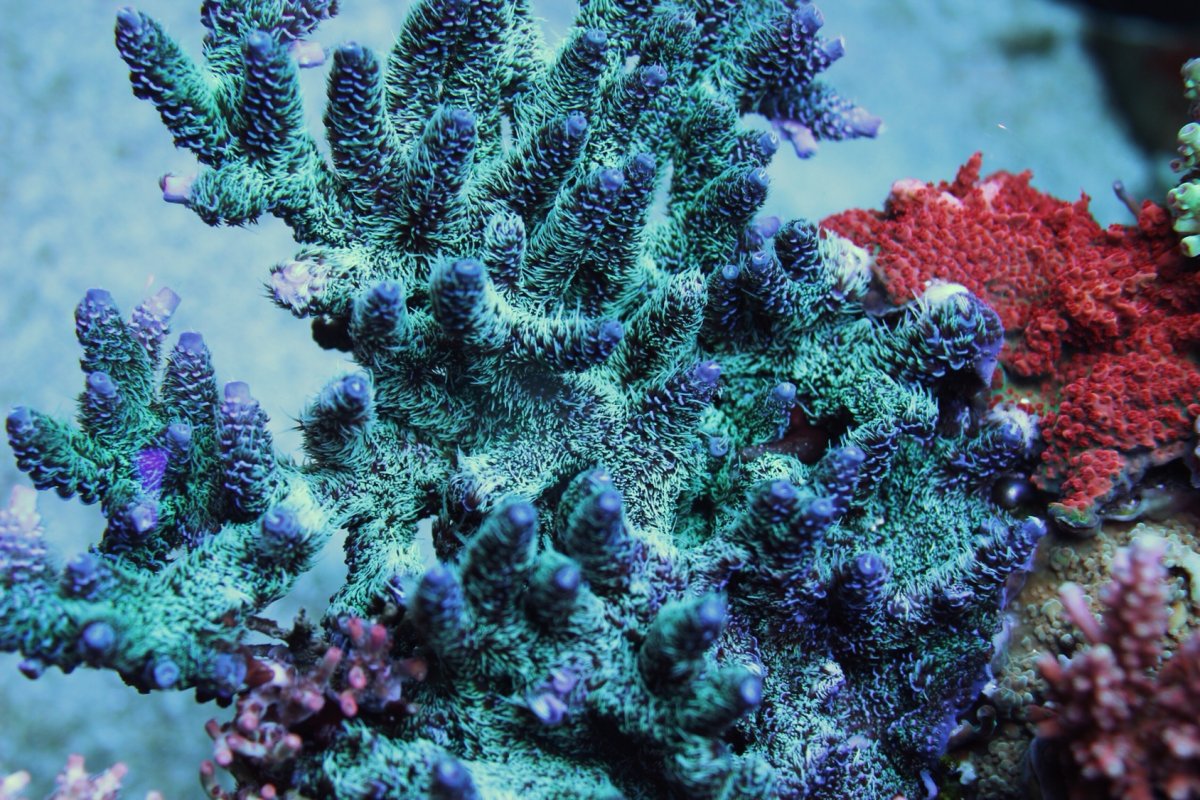 Sapphire Millepora.jpg