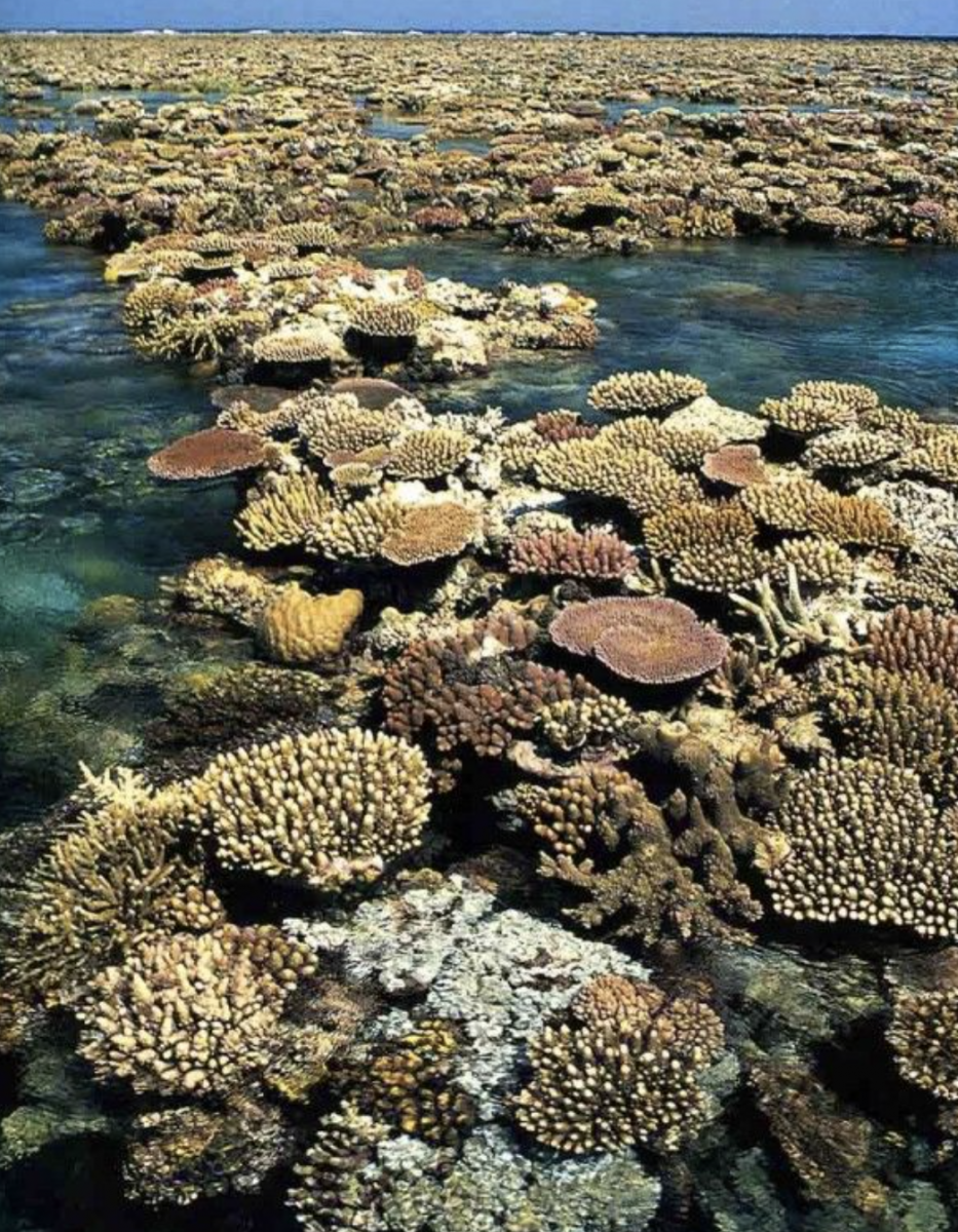 Effect of Red and Green Light on Coral | REEF2REEF and Reef Forum