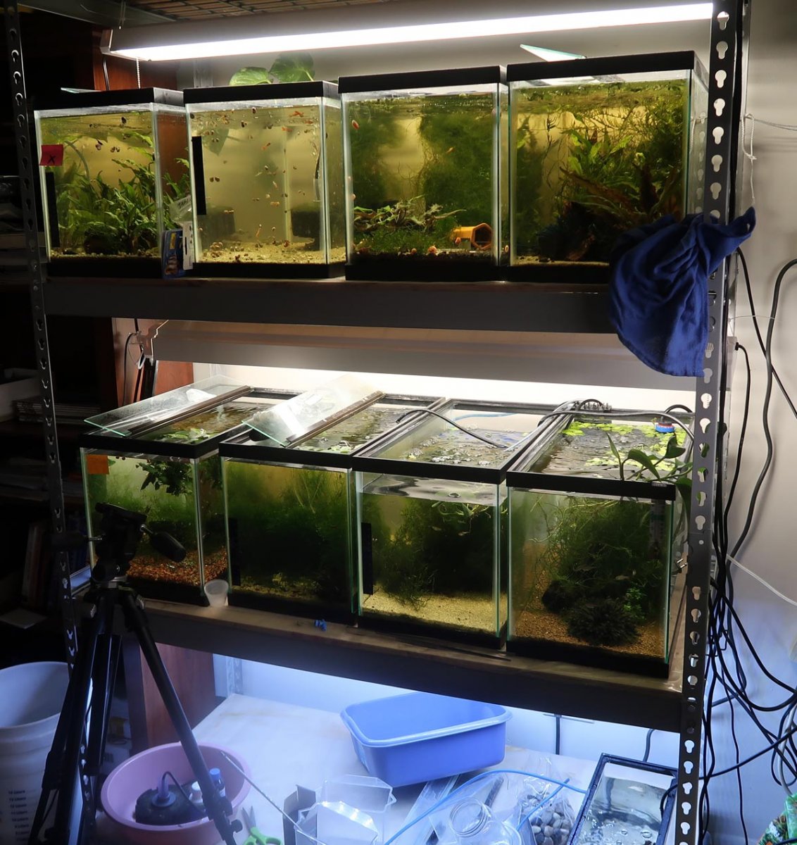 Would these shelves support a 50g Low Boy Tank? | REEF2REEF Saltwater and  Reef Aquarium Forum