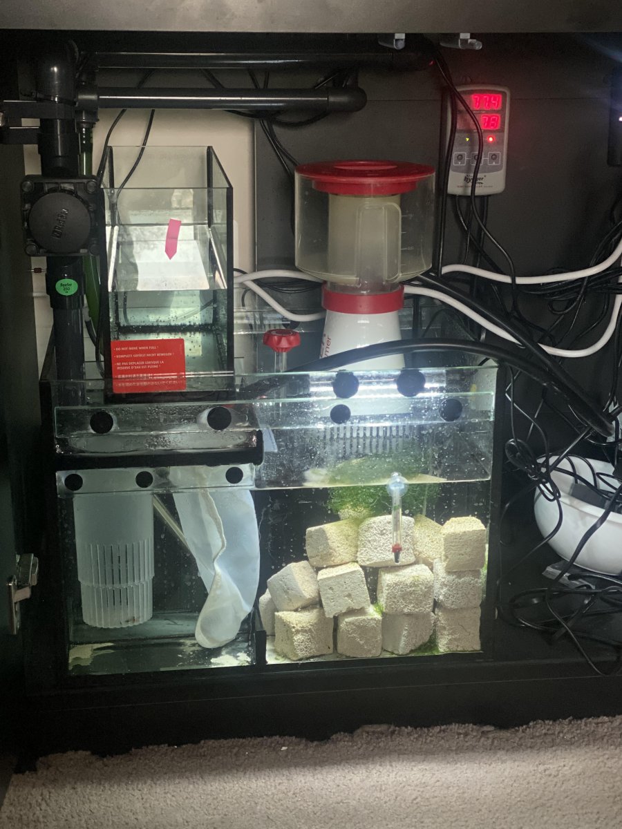 Build Thread - Dungsl1nger's Red Sea Reefer 250 COVID Build | REEF2REEF  Saltwater and Reef Aquarium Forum