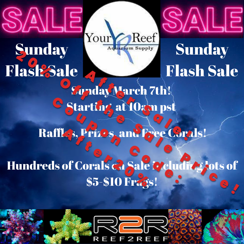 Sunday Flash Sale After sale.jpg