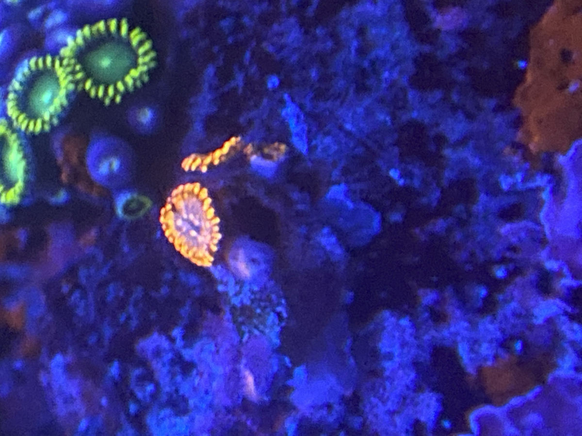 Which ZOA do you prefer? | REEF2REEF Saltwater and Reef Aquarium Forum