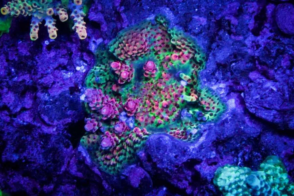 RMF Acid Trip and TSA Princess Peach | REEF2REEF Saltwater and Reef ...