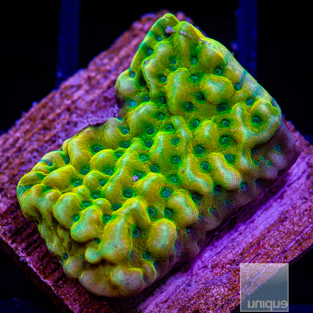 UC Beach Bum Montipora 99 36.JPG