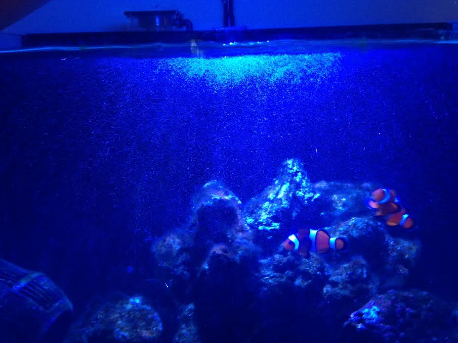 Poly fill  REEF2REEF Saltwater and Reef Aquarium Forum