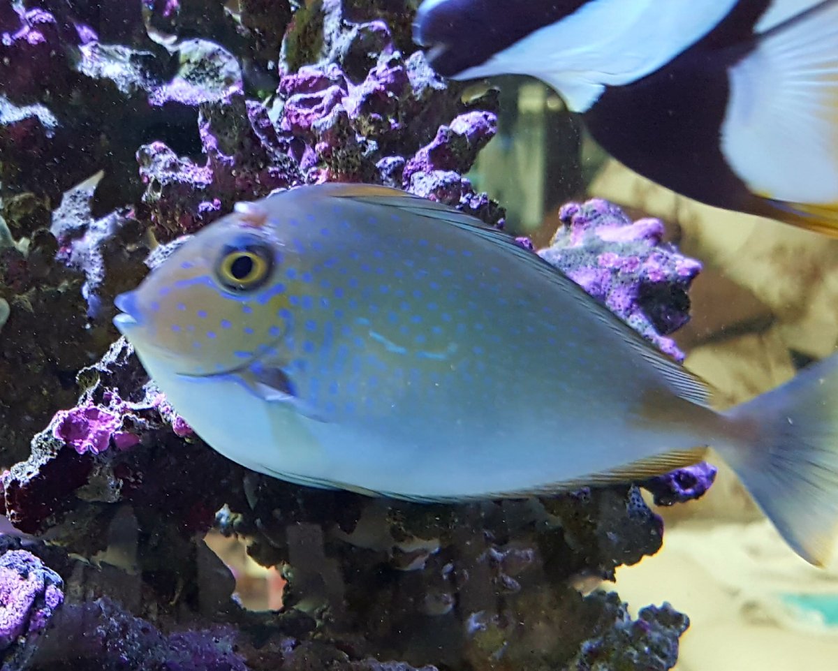 Tang with big "pimple" on forehead | REEF2REEF Saltwater and Reef Aquarium  Forum
