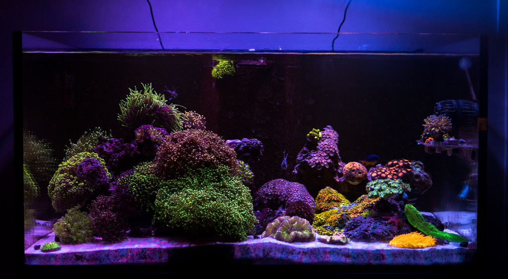 billedtekst Mos Enrich QUESTION OF THE DAY - LPS Corals: Are they your "thang" and which ones do  you like best? | REEF2REEF Saltwater and Reef Aquarium Forum