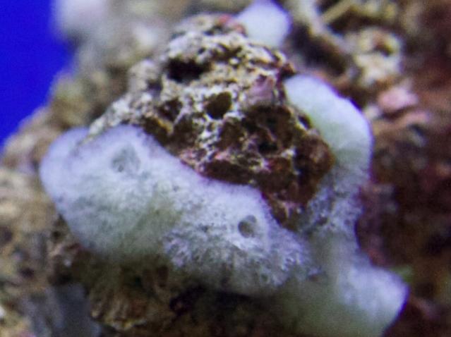What is this white stuff on my live rock | REEF2REEF Saltwater and Reef  Aquarium Forum